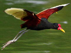 Wattled Jacana