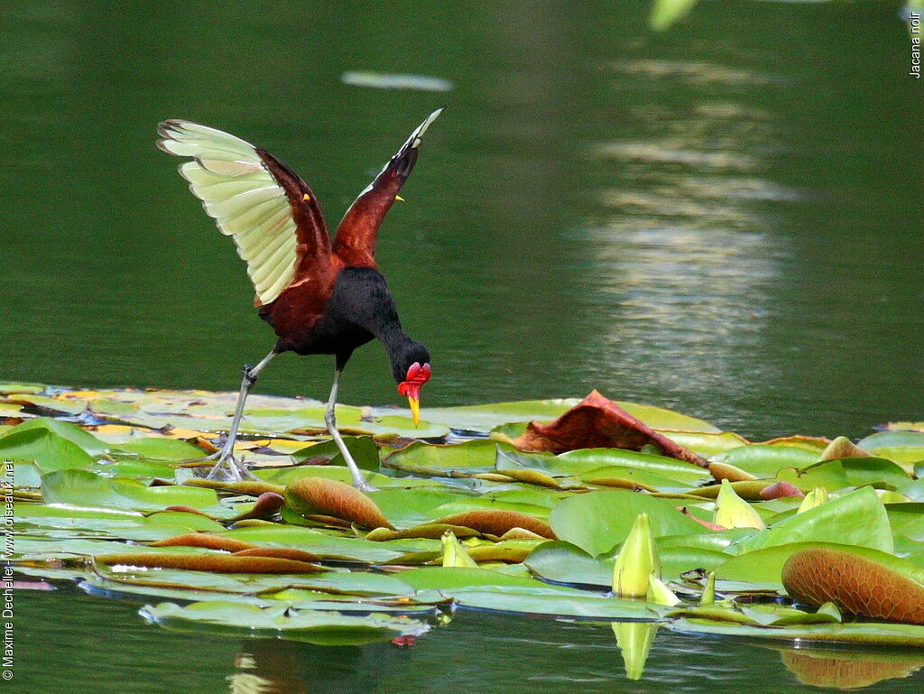 Jacana noiradulte, identification