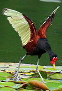 Wattled Jacana