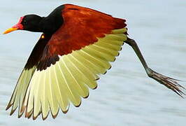 Wattled Jacana