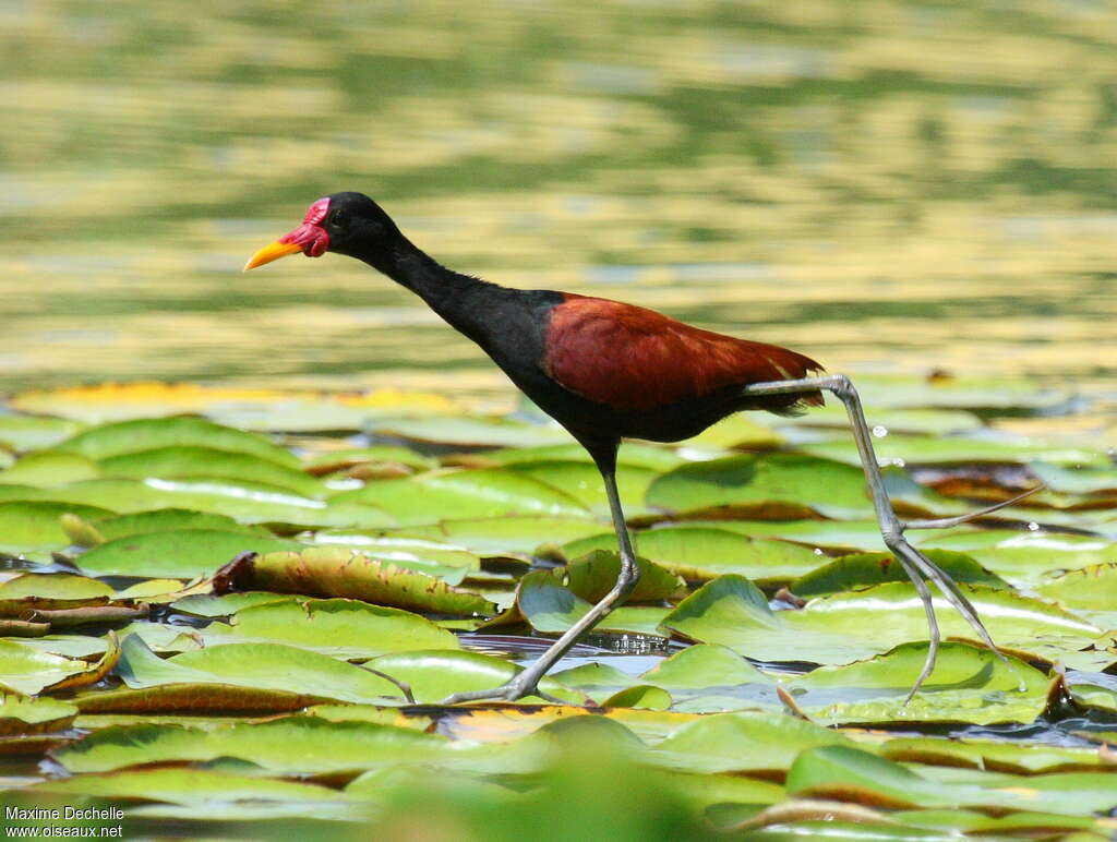 Wattled Jacanaadult, walking