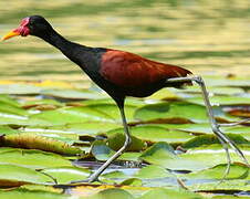 Jacana noir