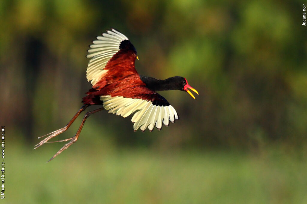 Jacana noiradulte, identification, Vol, chant