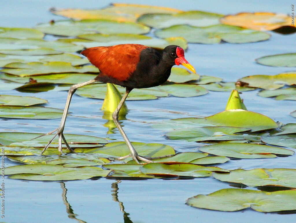 Wattled Jacanaadult, identification