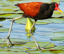 Wattled Jacana