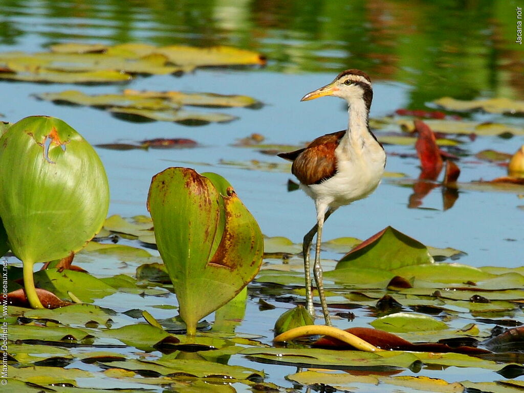 Jacana noirjuvénile, identification