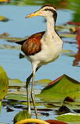 Wattled Jacana