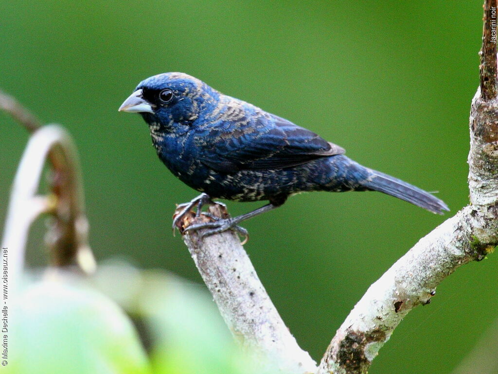 Blue-black Grassquit male immature