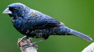 Blue-black Grassquit