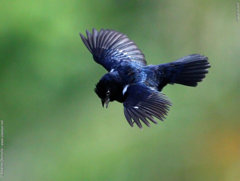 Blue-black Grassquit male adult, identification, Flight, song, Behaviour