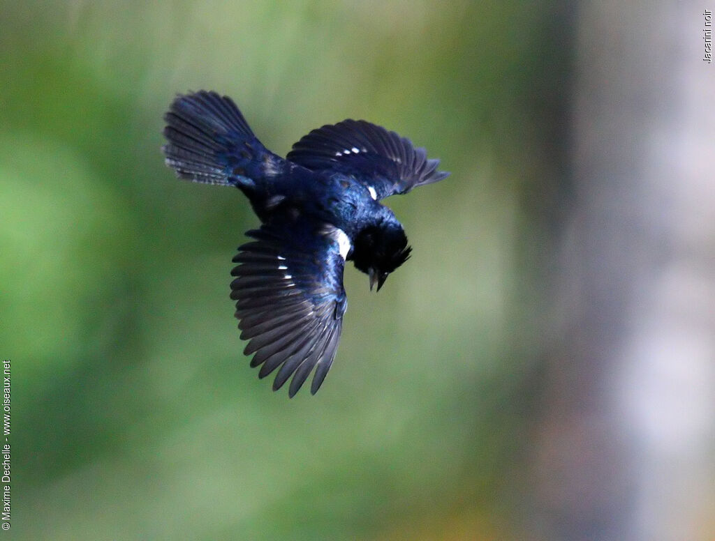 Blue-black Grassquit male adult, identification, Flight, song, Behaviour