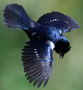 Blue-black Grassquit