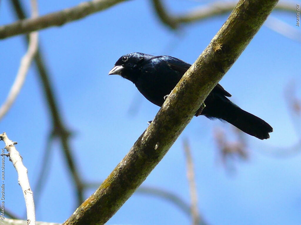 Jacarini noir mâle adulte