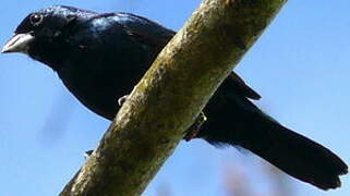 Blue-black Grassquit