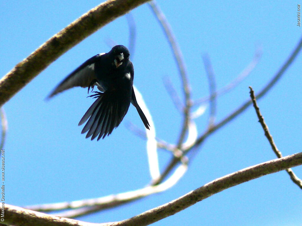 Blue-black Grassquit male adult