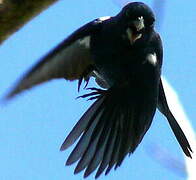 Blue-black Grassquit