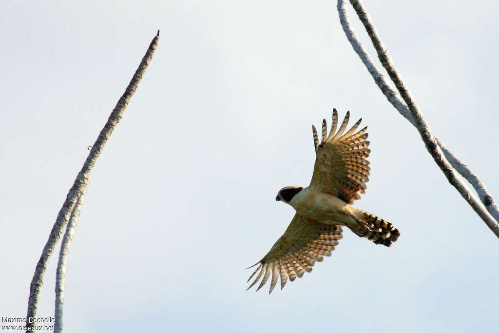 Laughing Falcon, Flight