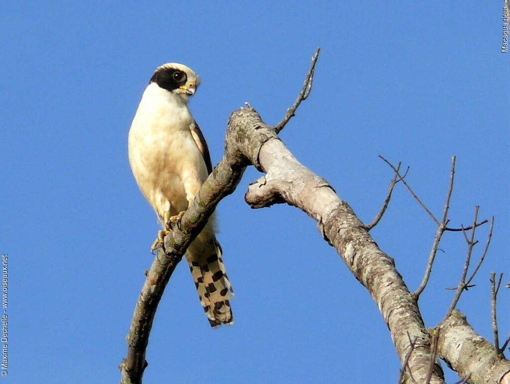 Laughing Falcon