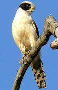 Laughing Falcon