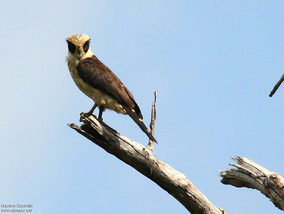 Macagua rieuradulte, identification