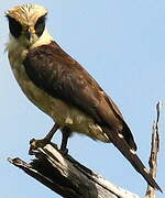 Laughing Falcon