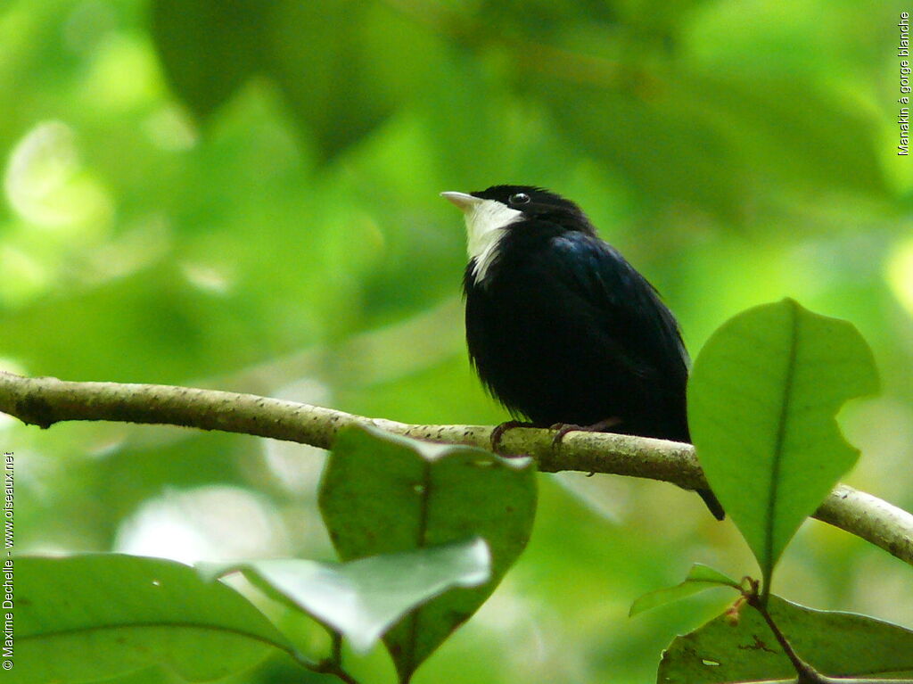 Manakin à gorge blanche mâle adulte