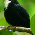 Manakin à gorge blanche