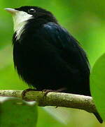 White-throated Manakin