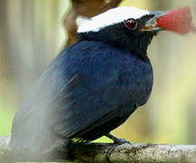 White-crowned Manakin