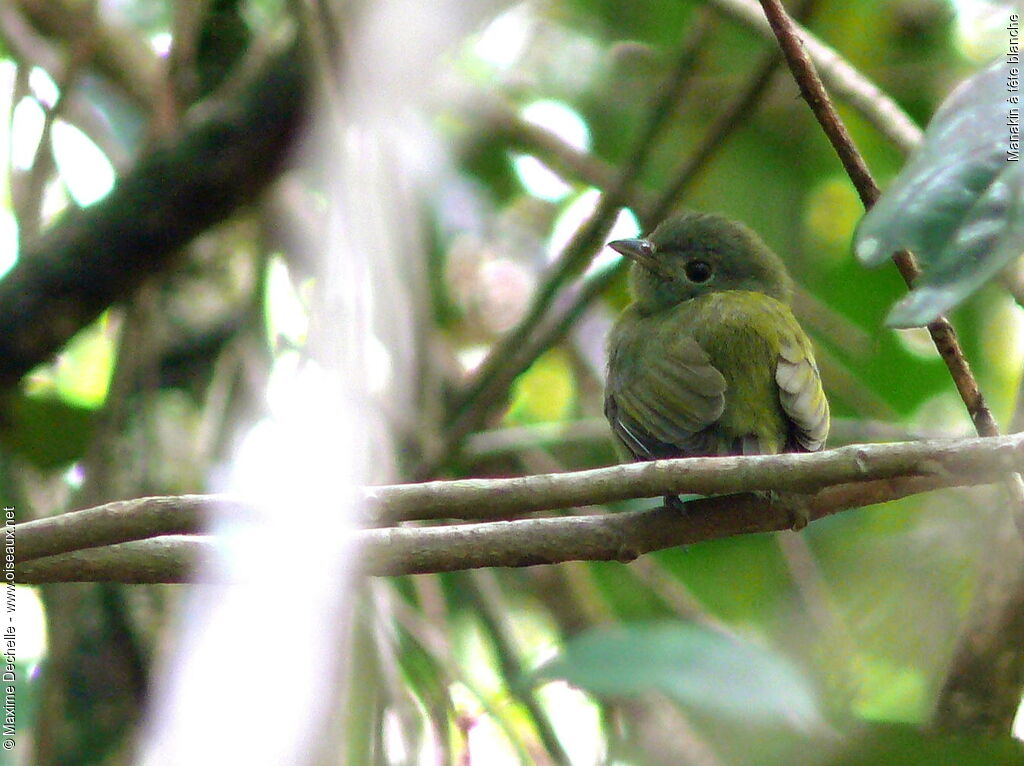 White-crowned Manakin female adult