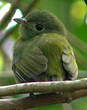 Manakin à tête blanche