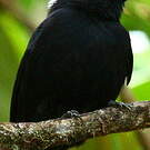 Manakin à tête blanche