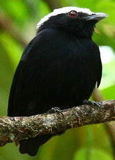 Manakin à tête blanche