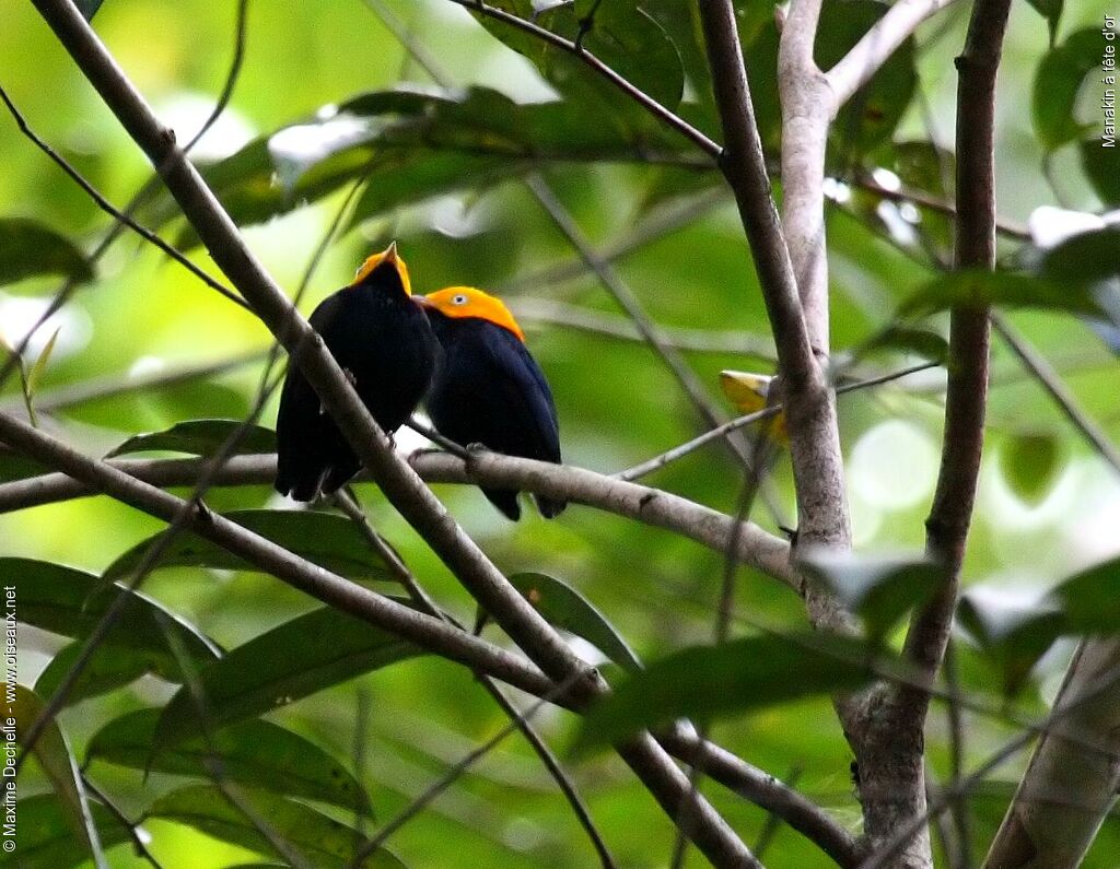 Manakin à tête d'or mâle, identification