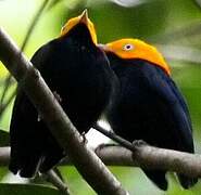 Golden-headed Manakin