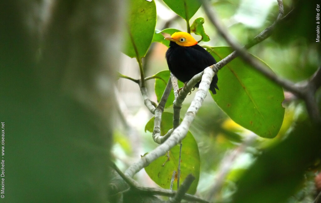 Manakin à tête d'or mâle adulte, identification