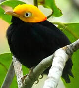 Golden-headed Manakin