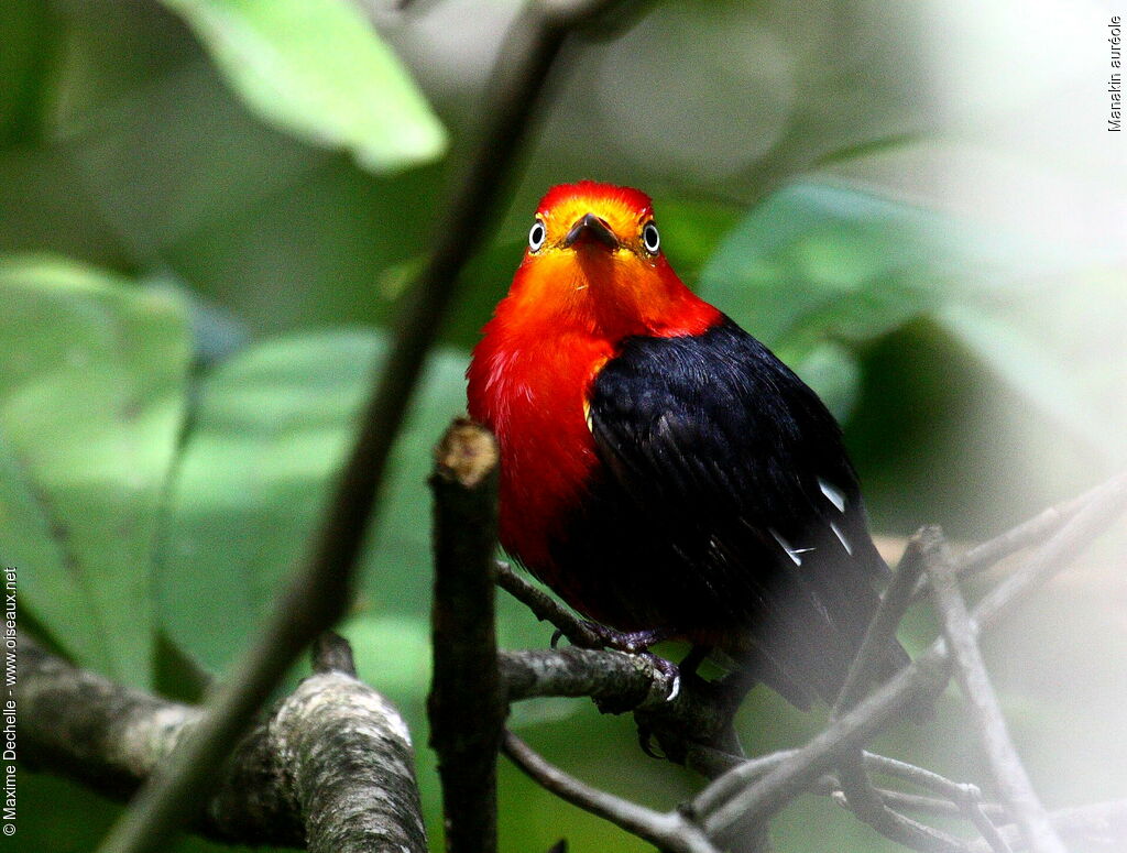 Crimson-hooded Manakin male adult