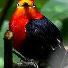 Manakin auréole