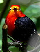 Crimson-hooded Manakin