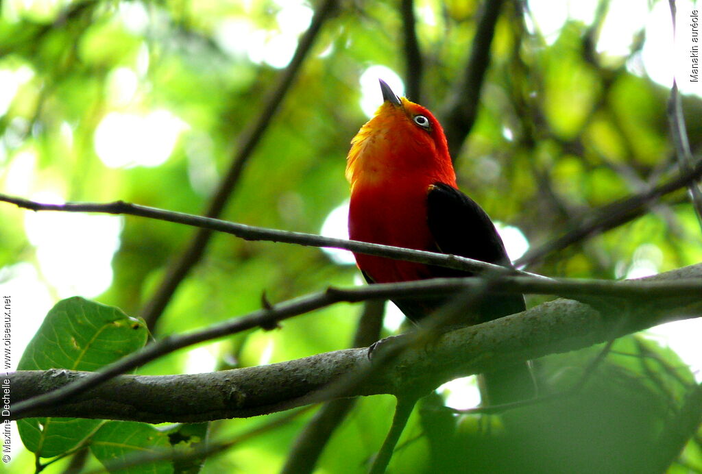 Crimson-hooded Manakin male adult, song