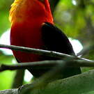 Manakin auréole