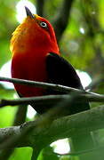 Crimson-hooded Manakin