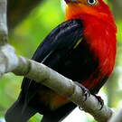 Manakin auréole