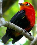 Crimson-hooded Manakin