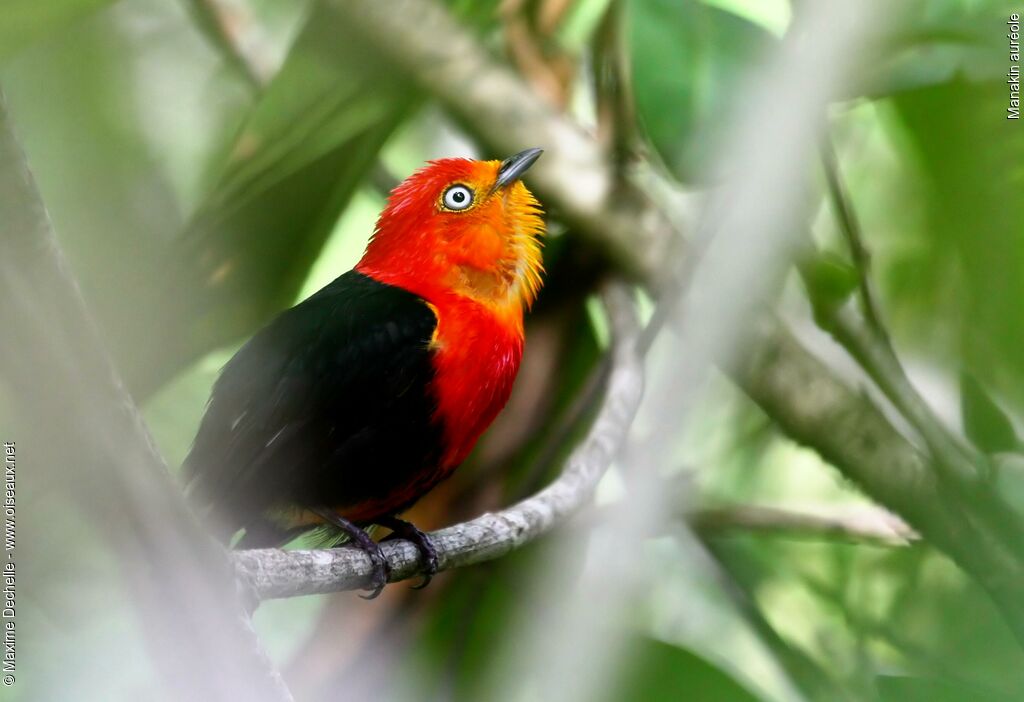 Crimson-hooded Manakin male adult, song