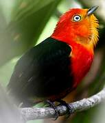 Crimson-hooded Manakin