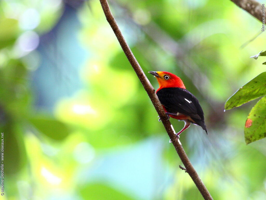 Crimson-hooded Manakin male adult