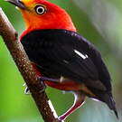 Manakin auréole