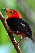 Crimson-hooded Manakin